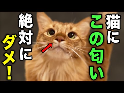 猫が嫌いな匂い10選