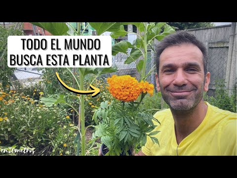 , title : 'La PLANTA MÁS BUSCADA por los agricultores para su huerta ecológica: TAGETES || en20metros'