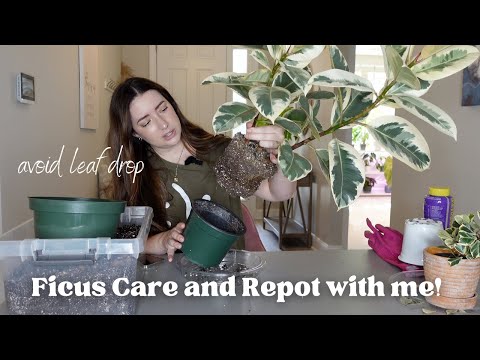 , title : 'Repot my Ficus Plants with me! Ficus Care Tips and Tricks!'