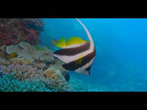 Fiji – Beautiful Walls, Soft Corals and Critters 13C - scuba diving video