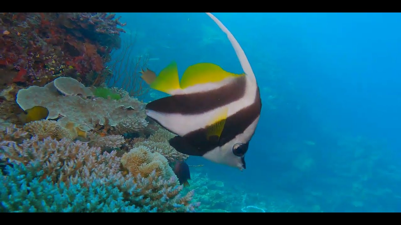 Seventeenth of 17 videos - Diving aboard "Naía" amongst multiple Fijian islands in pristine clear water