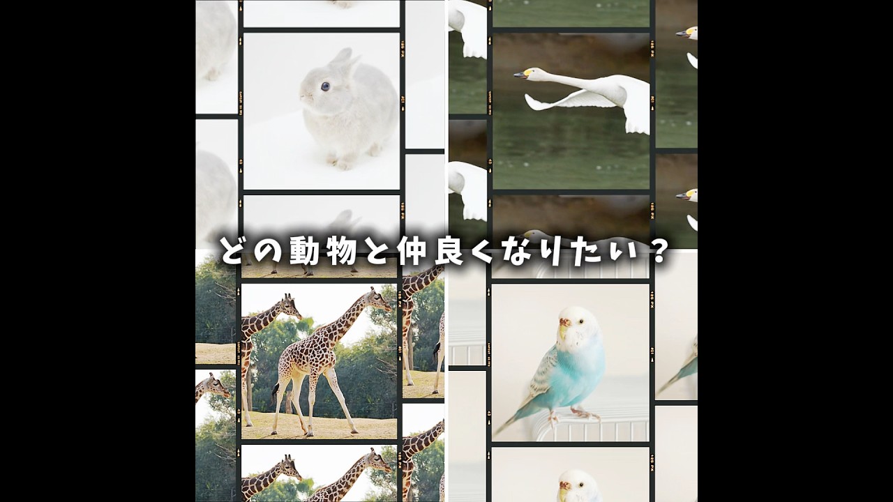 どの動物と仲良くなりたい？#ウサギ #白鳥 #セキセイインコ #キリン #バズれ