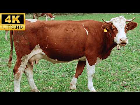 4k cow video with relaxing music & meadow sounds