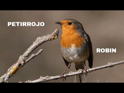 PETIRROJO | ROBIN | Erithacus rubecula
