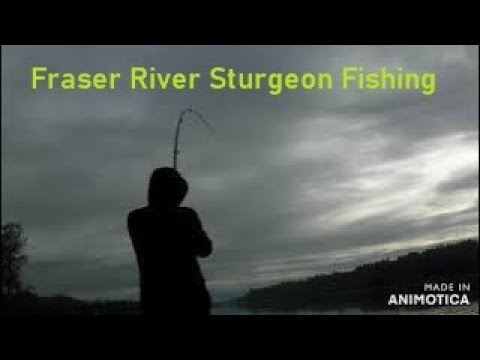 Fraser River Sturgeon Fishing