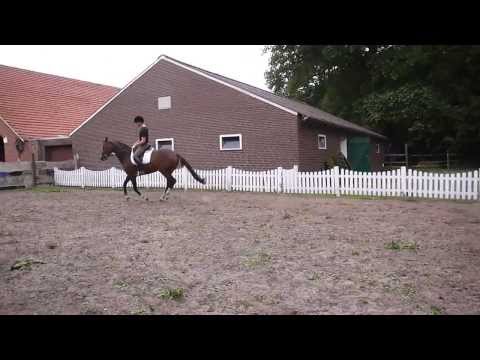 dreijährige Stute Lord Sinclair / Darling 5-mal geritten