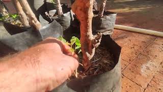 Miniatura do vídeo