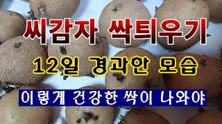 [텃밭농부. 1,341]  씨감자 싹틔우기 12일째 모습 #감자재배