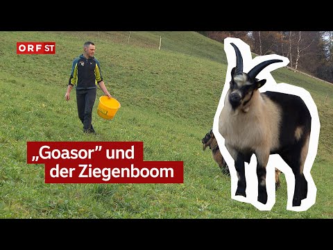 Goat boom among young farmers | South Tyrol today, November 7, 2025