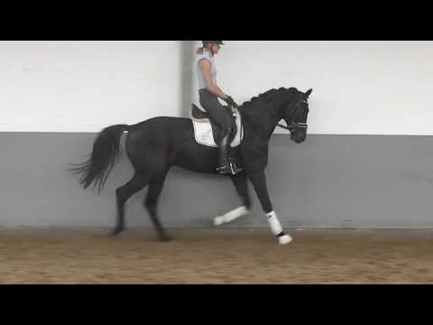 Weidenhof-Verkaugspferd: "FINE ENERGY" 3j. Rappwallach,Hannoveraner v. Finest