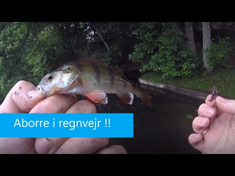 Aborre i det danske sommervejr