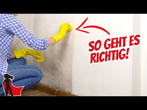 Schimmel entfernen & vermeiden: Schritt-für-Schritt erklärt | Bauhelden Ratgeber