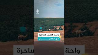 واحة النخيل الساحرة في القصيم