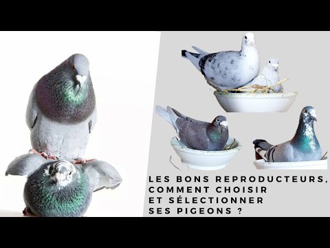 , title : 'Les bons reproducteurs, comment choisir et sélectionner ses pigeons ?'
