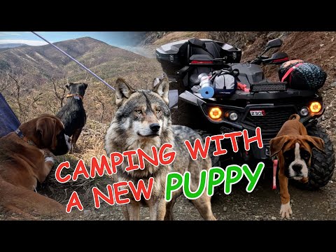 ATV AVANTURA, Zimsko kampovanje sa novim štenetom, videli smo vuka i druge divlje životinje Odes 650