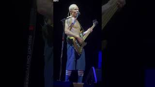 Flea Being Flea! #Shorts #Flea #RedHotChiliPeppers