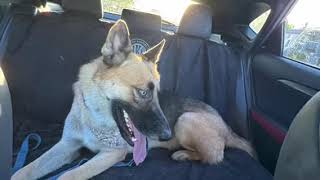 Video preview image #1 German Shepherd Dog Puppy For Sale in Chandler, AZ, USA