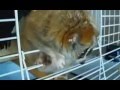 Лемуры просто чудо чудесное 