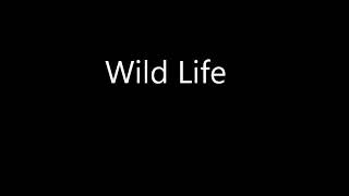 INXS Wild Life Lyrics 1987