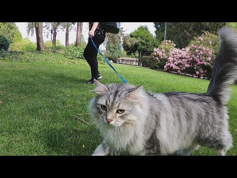 The pros and cons of walking cats outside
