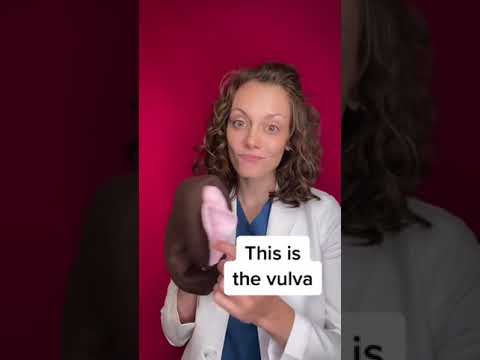 Vulva vs. vagina #shorts  |  Dr. Jennifer Lincoln