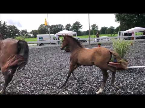 Pony-Hengst *2021 von Cosmopolitan - Quality