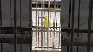 Download lagu Ciak Ciak Kecial Kuning Betina Pancingan Untuk Kecial Kuning Jantan Ngjoss!! mp3 Download lagu Ciak Ciak Kecial Kuning Betina Pancingan Untuk Kecial Kuning Jantan Ngjoss!! mp3