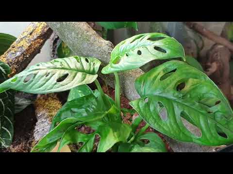 MON PREMIER LEZARD ARBORICOLE GECKO A CRETE ( correlophus ciliatus )