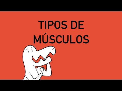Los tipos de músculo