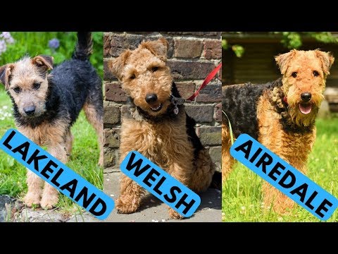 Airedale vs Welsh vs Lakeland Terrier Difference