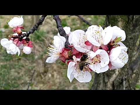 , title : 'Hilfe für den Bauern Imker Bienen Bestäubung'