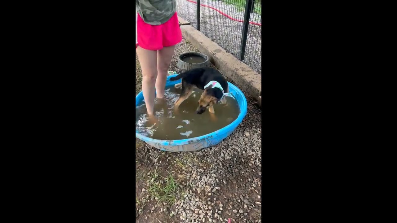 Axel Avenger, a Adoptable mixed breed in Woburn, MA video 6/6