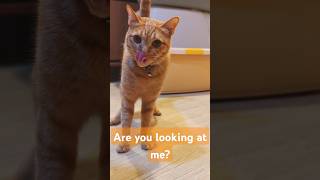 2026/4/30_61 貪吃SV #橘ひなの #橘貓 #橘猫 #貓咪日常 #cat #cute