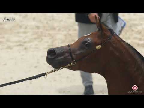 N 116 QUTUZ AL JASSIMYA   Paris 2019   Junior Colts Class 5A