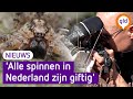 David is gek op spinnen terwijl hij er vroeger doodsbang voor was