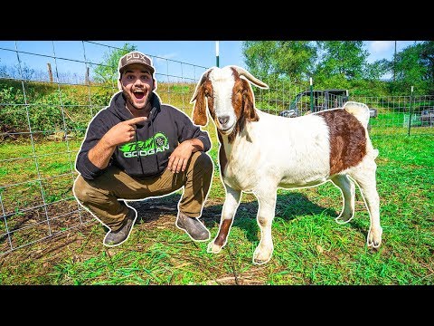 I Bought a GIANT GOAT for My BACKYARD FARM!!!