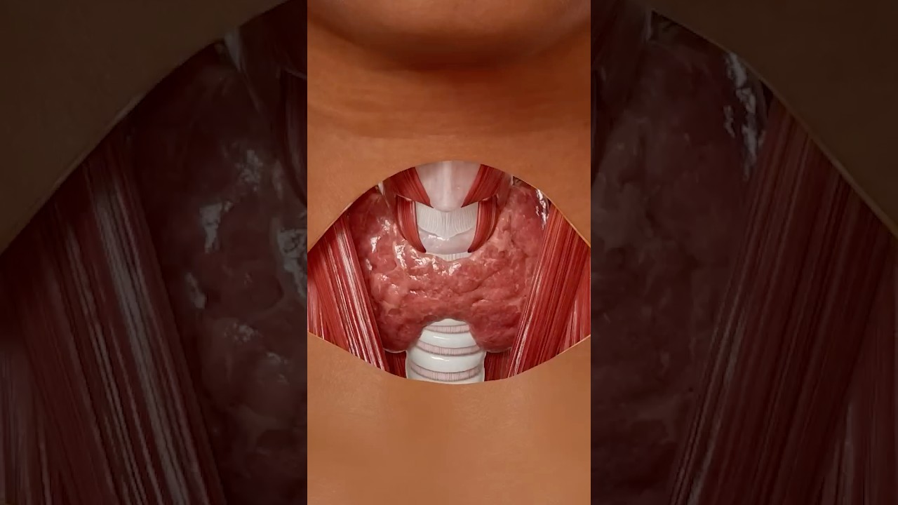 Get to Know Your Thyroid