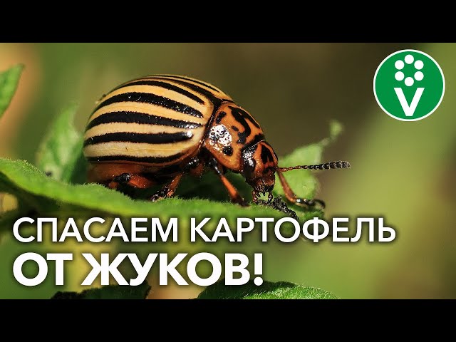 КОЛОРАДСКИЕ ЖУКИ НА КАРТОФЕЛЕ? Эти методы помогут избавиться от злостного вредителя