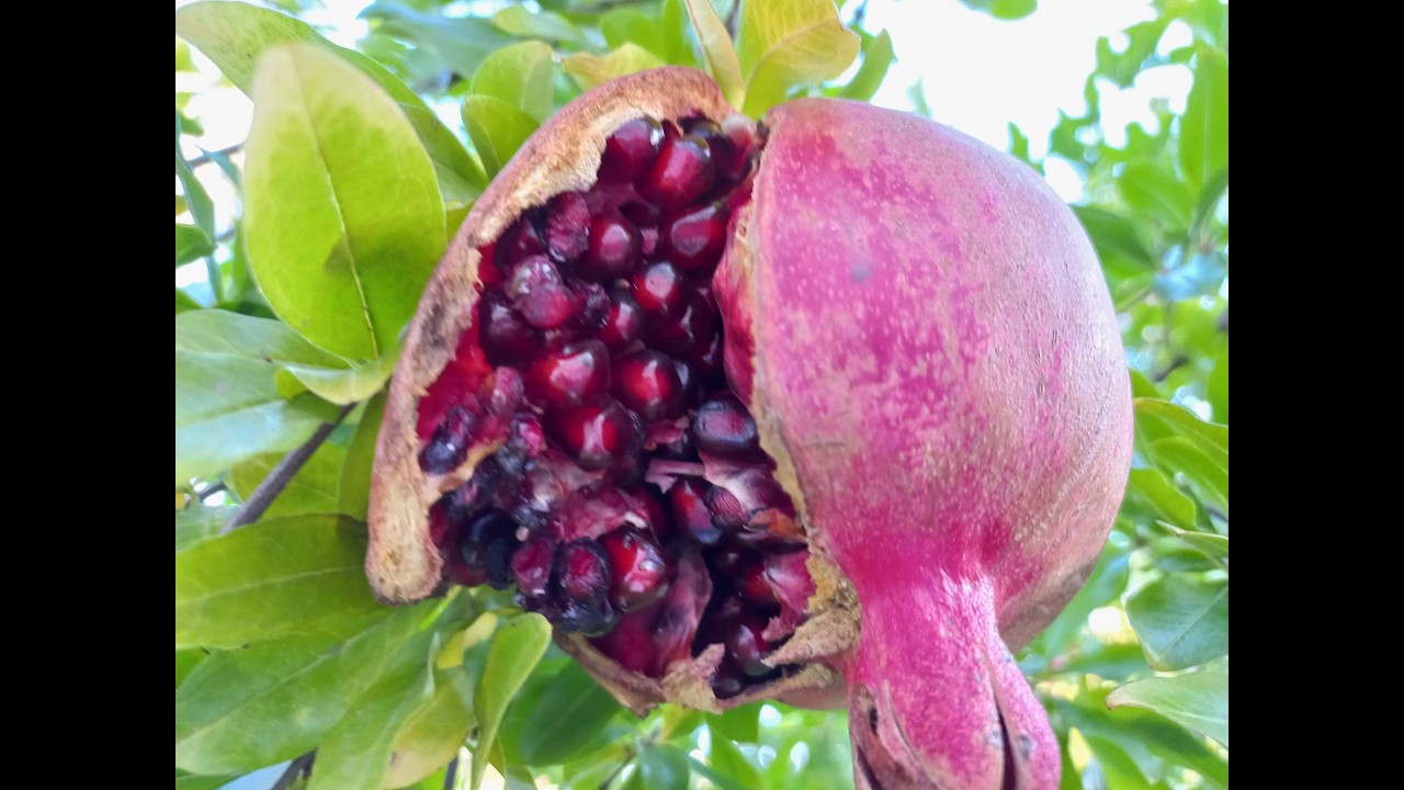 Természetes vitamin a saját kertedből:  Termessz gránátalmát!