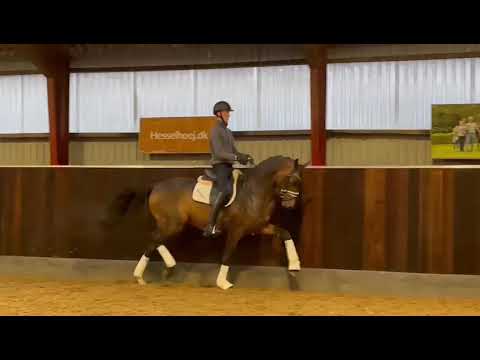 3 year old stallion by Donkey Boy