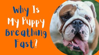 Why Is My Puppy Breathing Fast? Common Causes