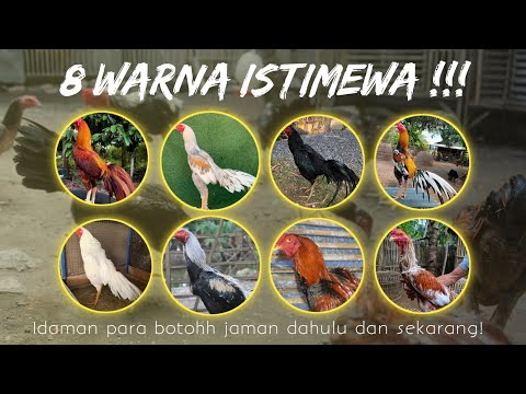 , title : 'Istimewa !!! 8 Nama Warna Bulu Yang Paling Populer'
