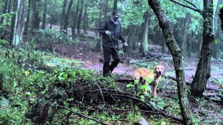 「きな子~見習い警察犬の物語~」の動画