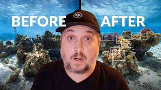 The Coral Reef Crisis Nobody Is Talking About