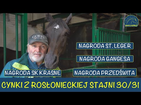 Cynki Adam Wyrzyk 30 i 31 dzień wyścigowy Nagroda Krasne Przedświta Gangesa St. Leger Tor Służewiec