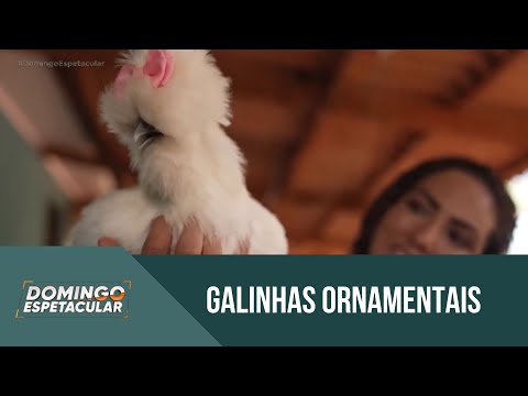 Conheça as galinhas de estimação que são criadas como pets