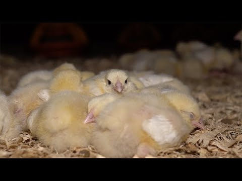 The Life of a Broiler Chicken