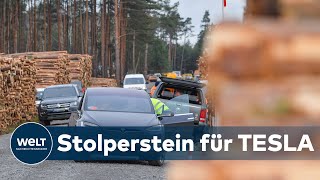 WELT THEMA: Warum Umweltschützer Rodungsarbeit für Tesla Gigafactory 4