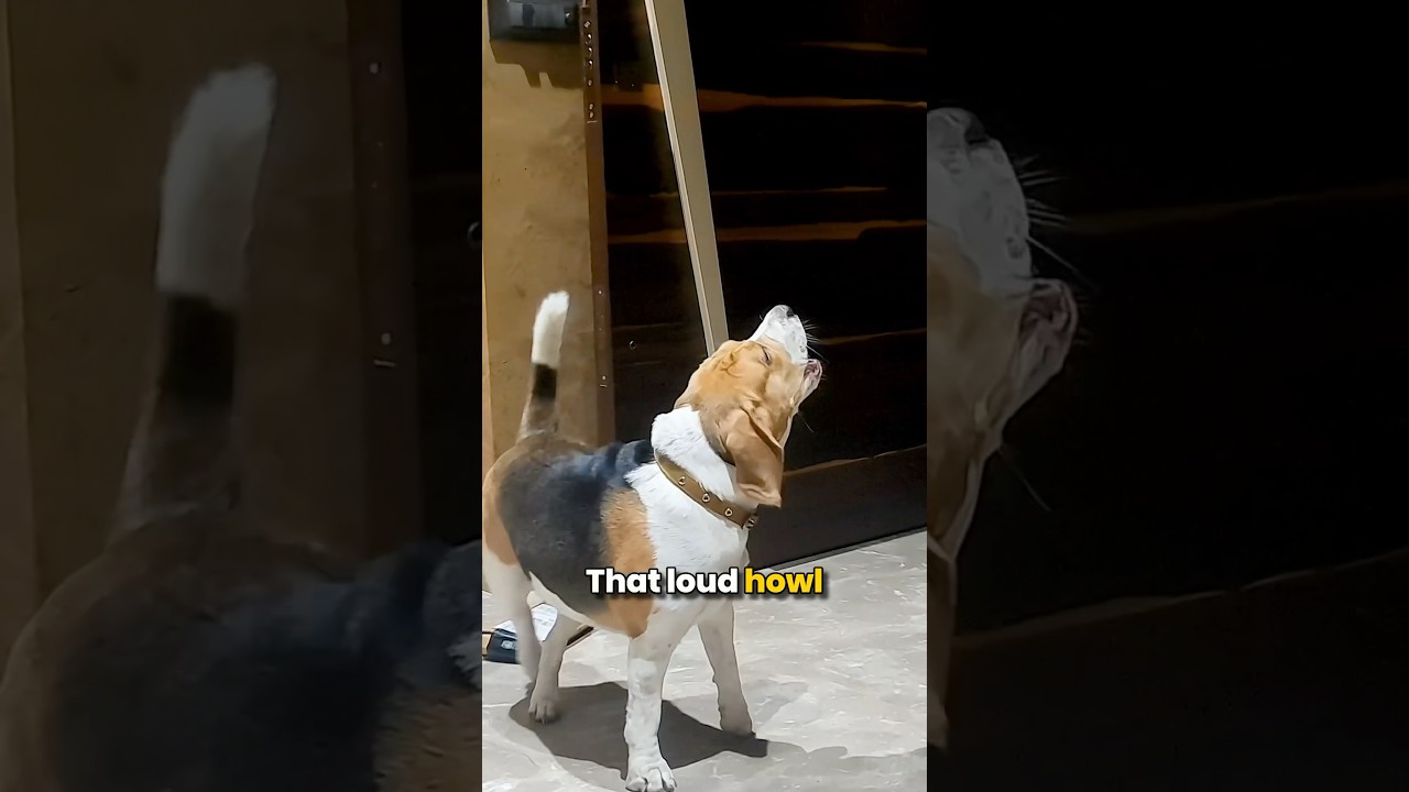 What's Behind Beagles' Nonstop Howling? #livingwithabeagle #beagles #beaglepuppy