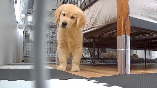 初めてお留守番をしたゴールデンレトリバー子犬が可愛すぎる…